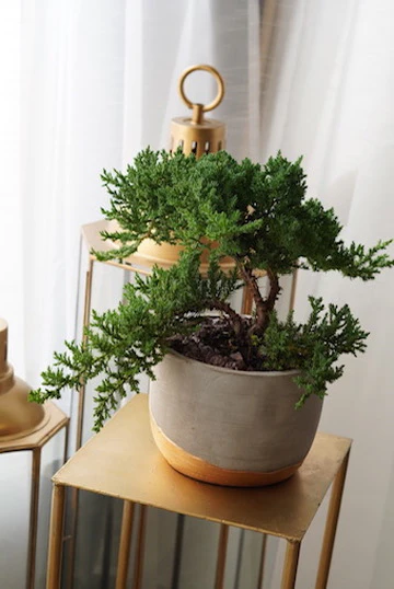 Bonsai - Large