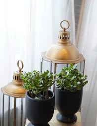 Jade plant