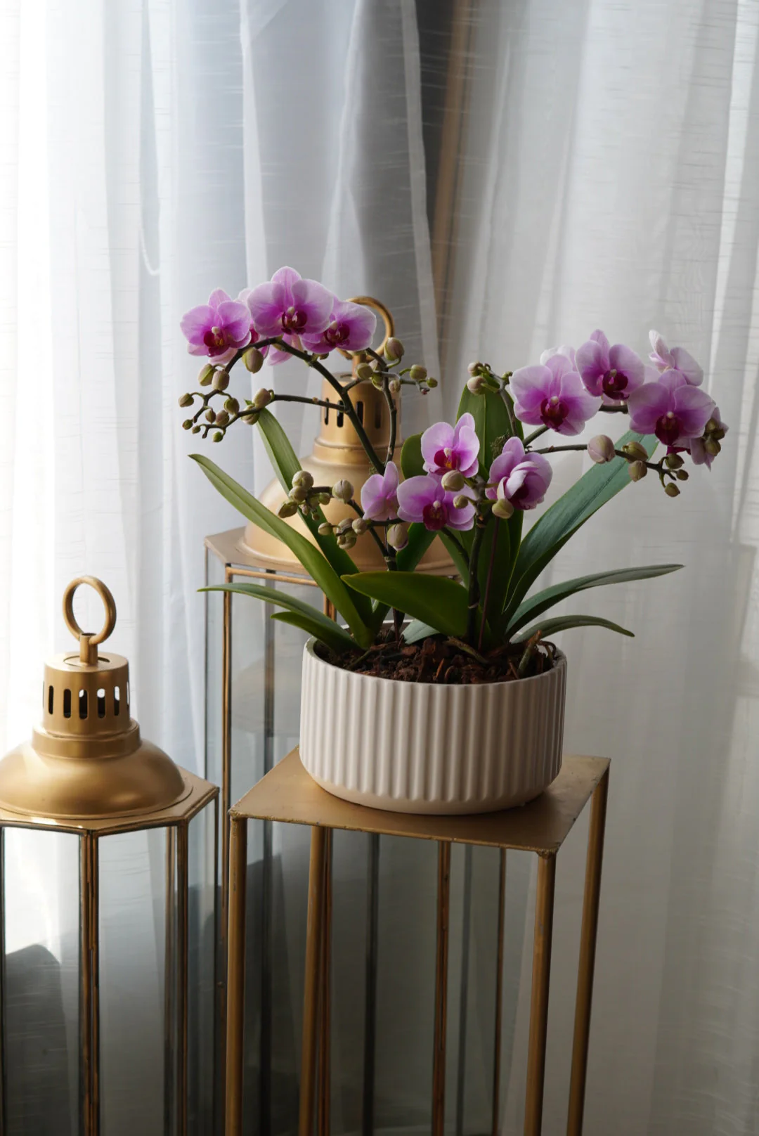 Mini Sympathy Orchids Pot - Image 2