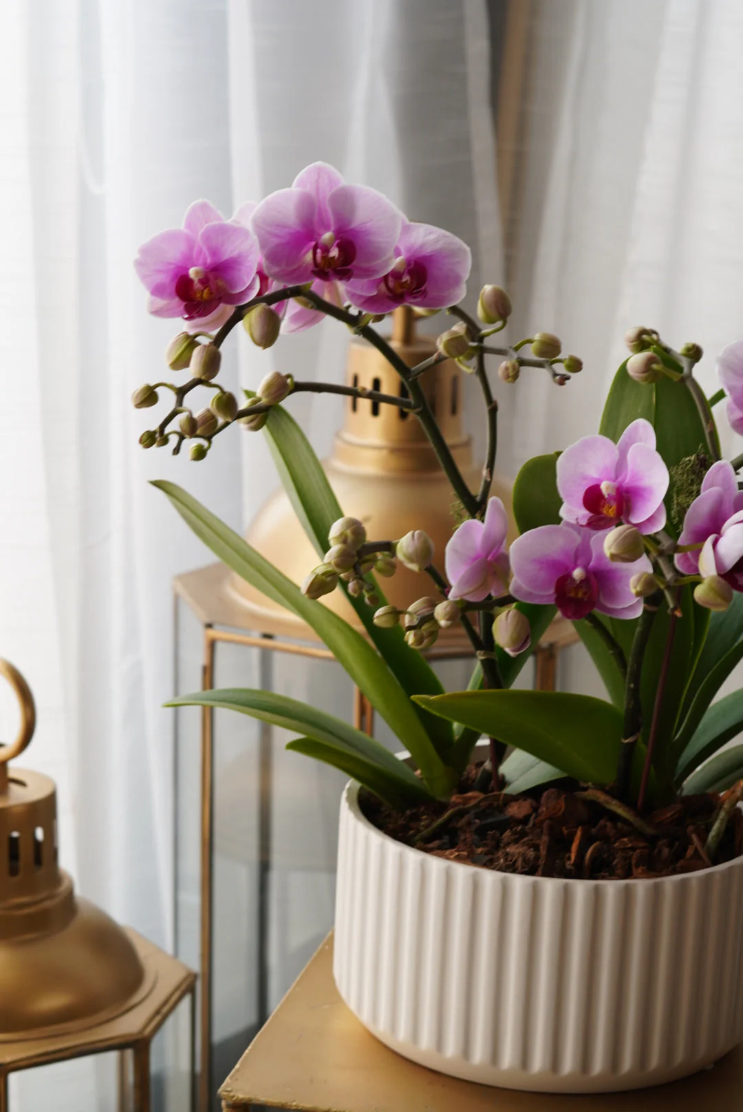 Mini Sympathy Orchids Pot - Image 4