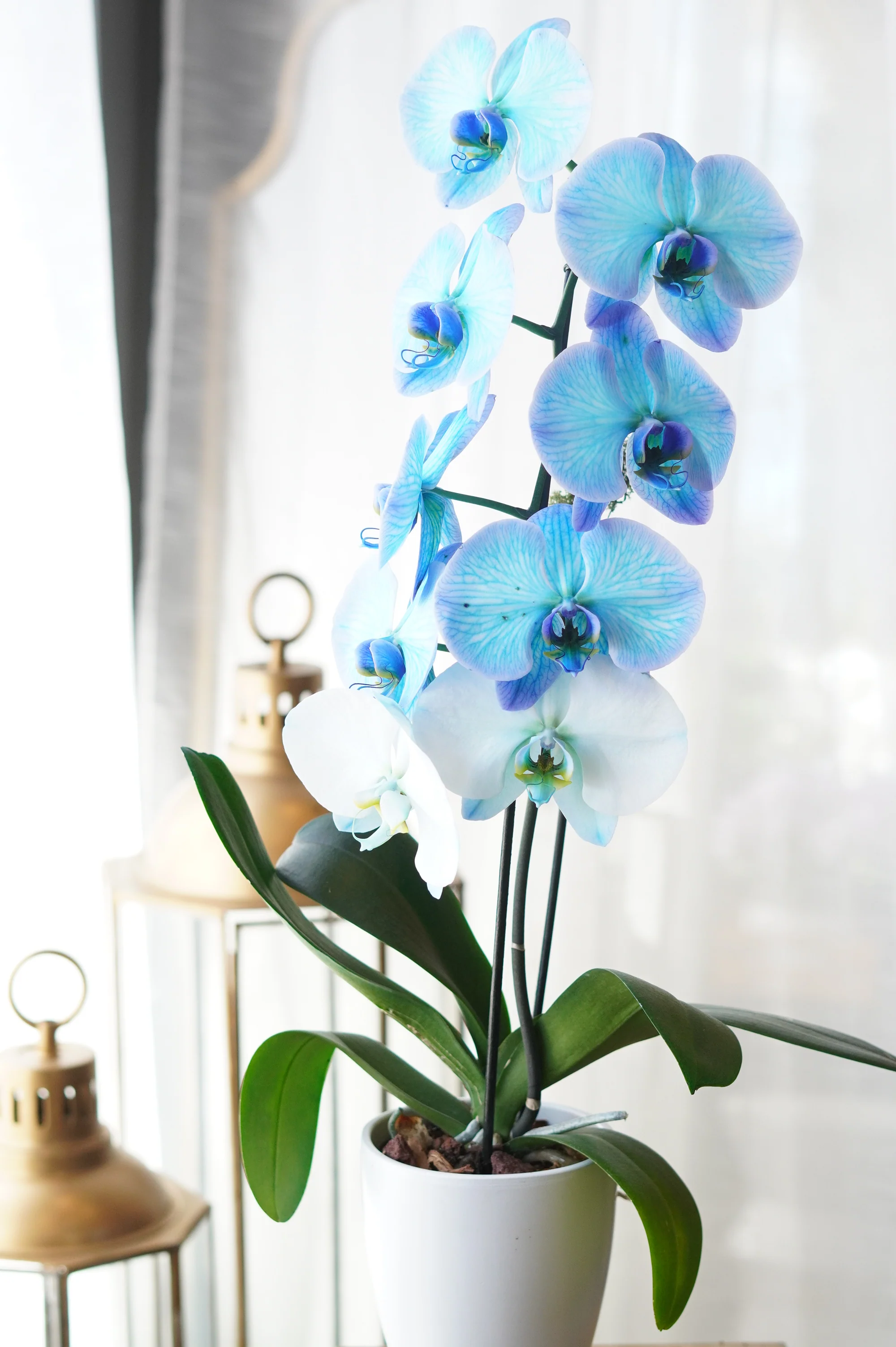 Blue Orchid