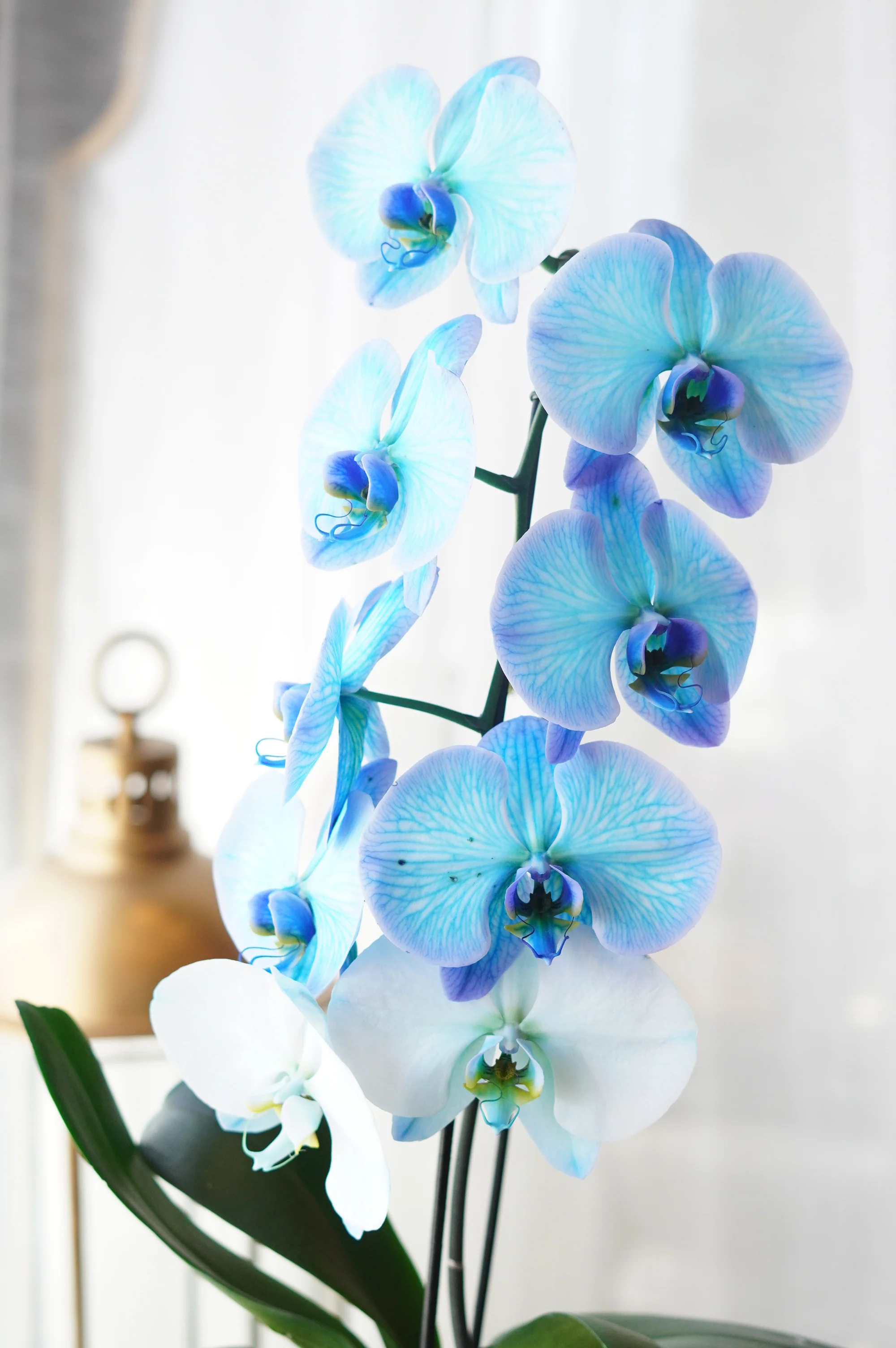 Blue Orchid - Image 2