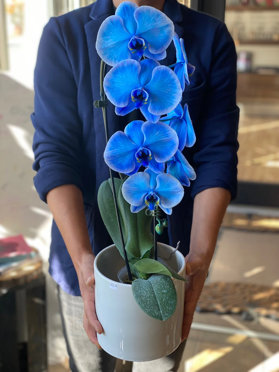 Blue Orchid - Image 3