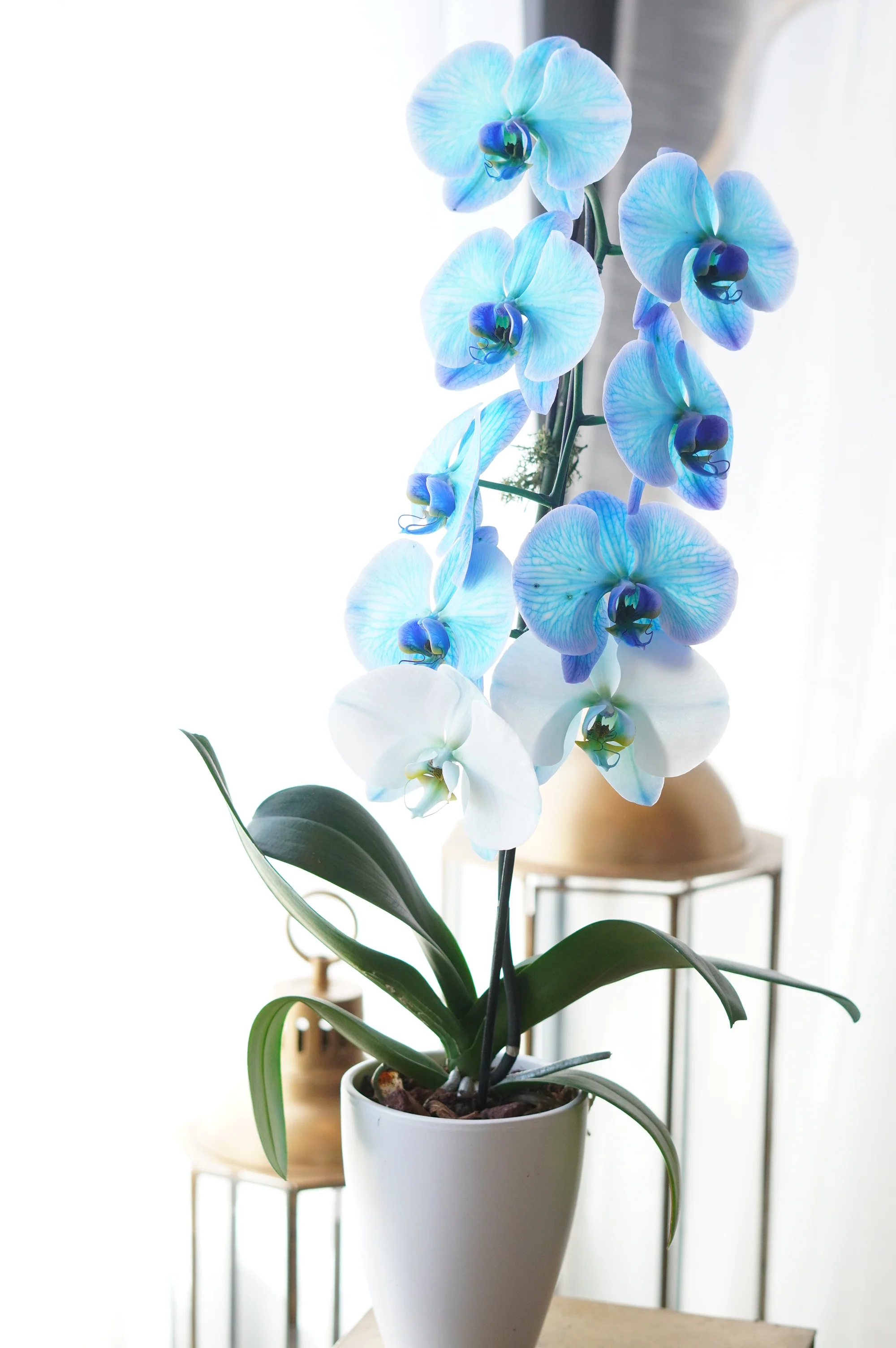 Blue Orchid - Image 4