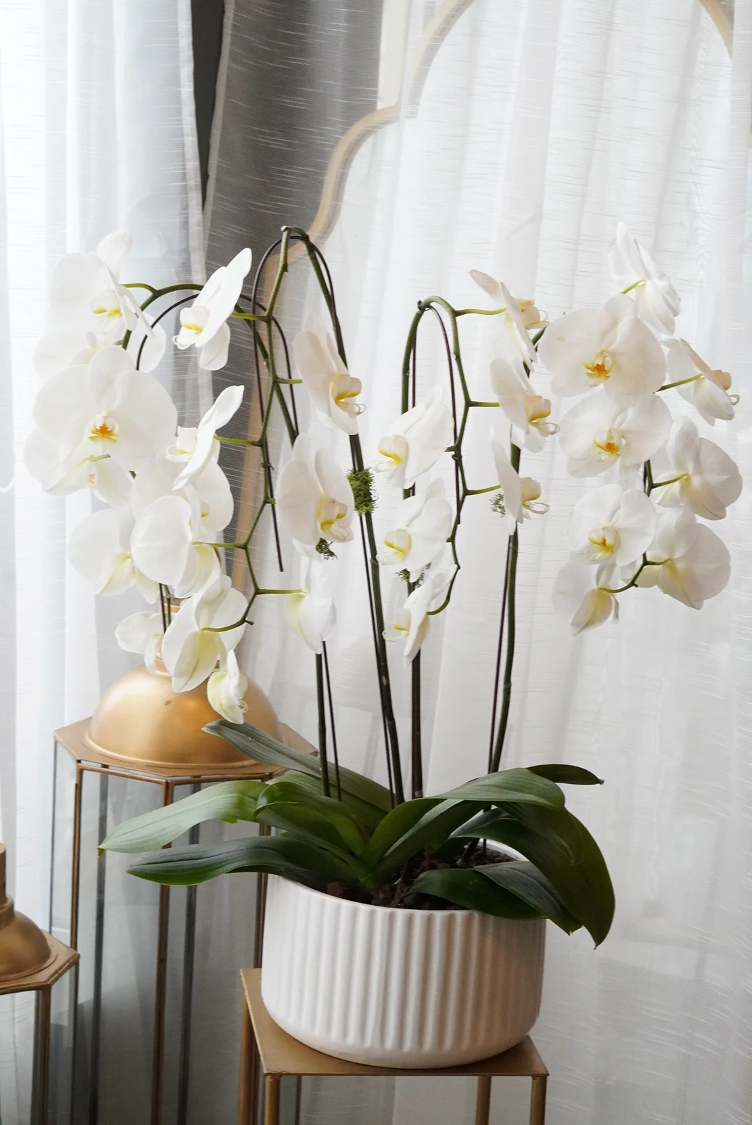 Large Orchids