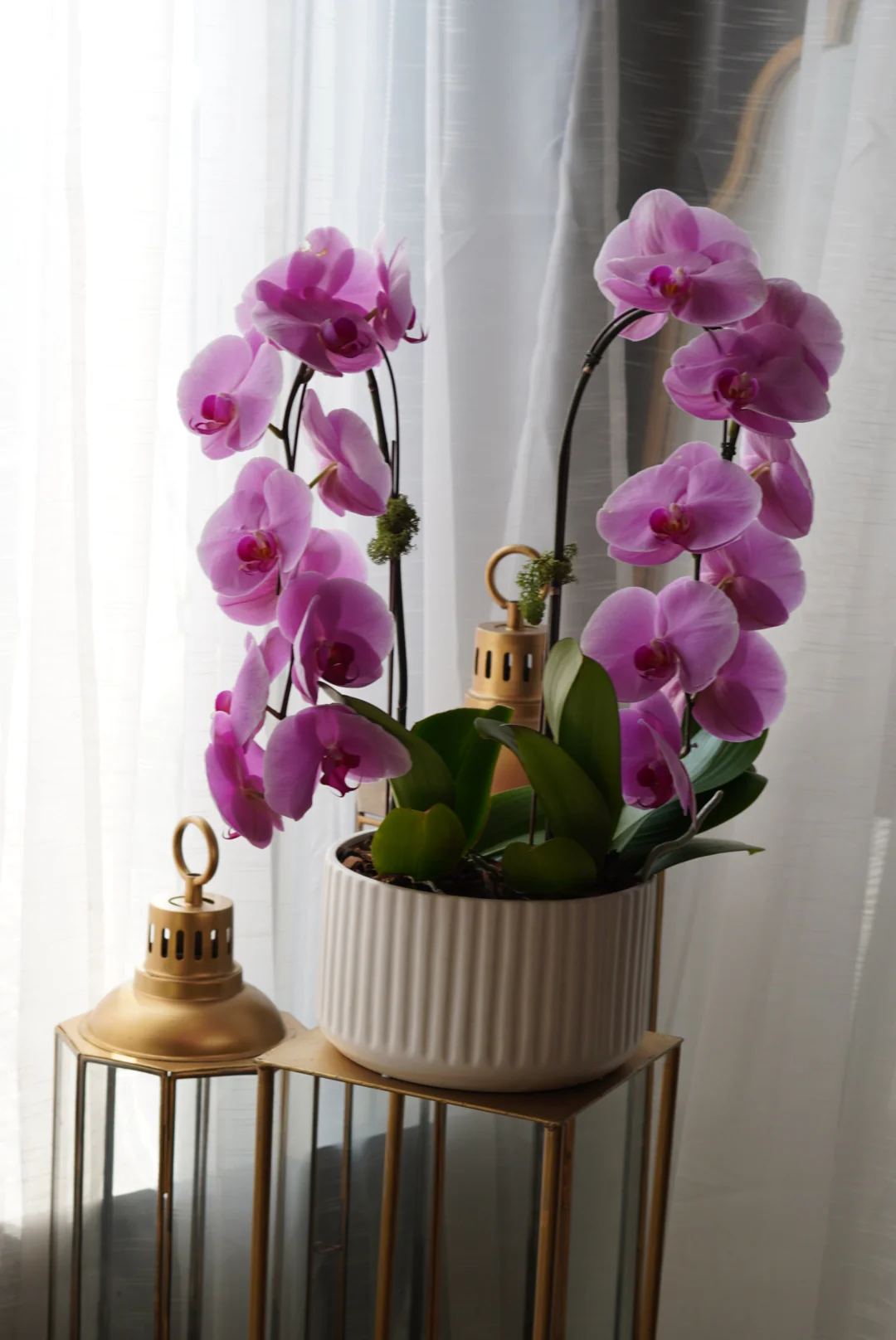 Large Orchids - Image 2