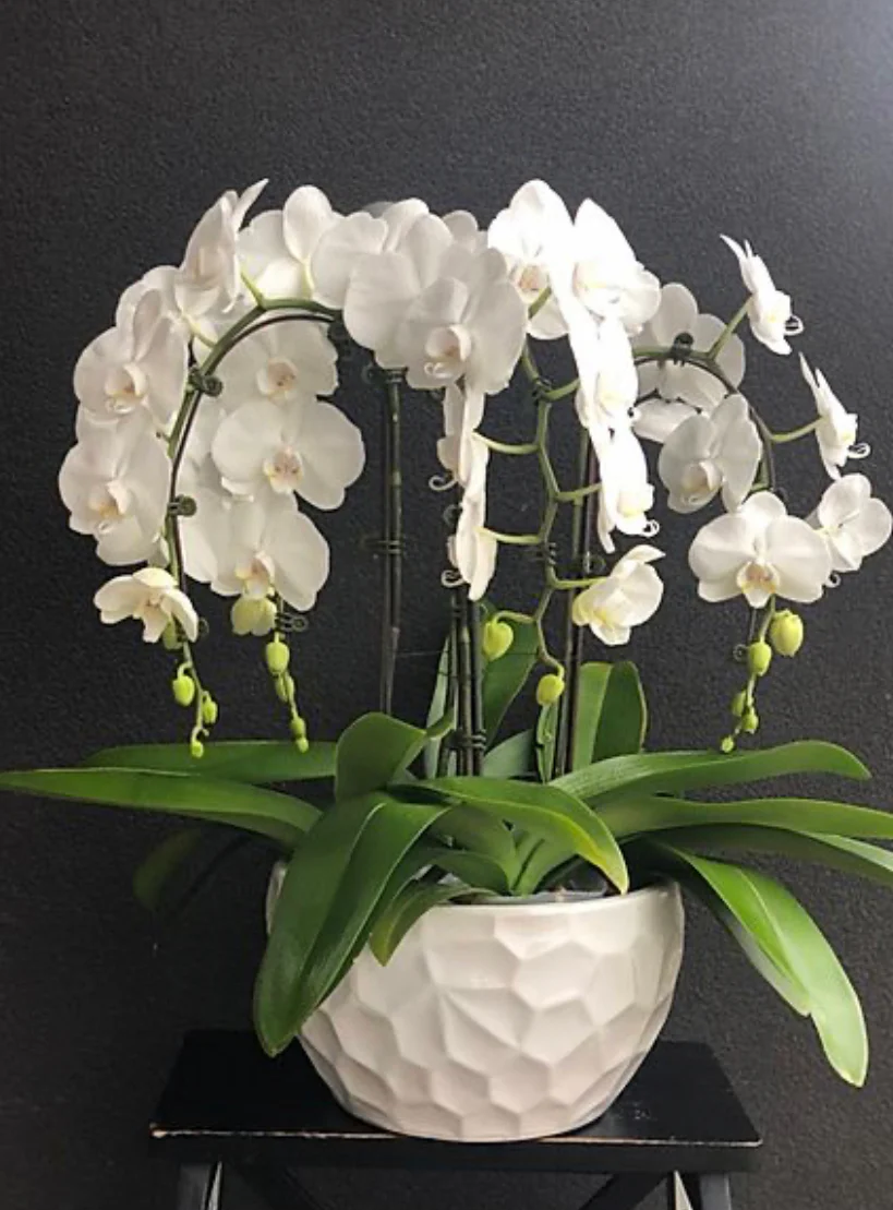 Large Orchids - Image 3