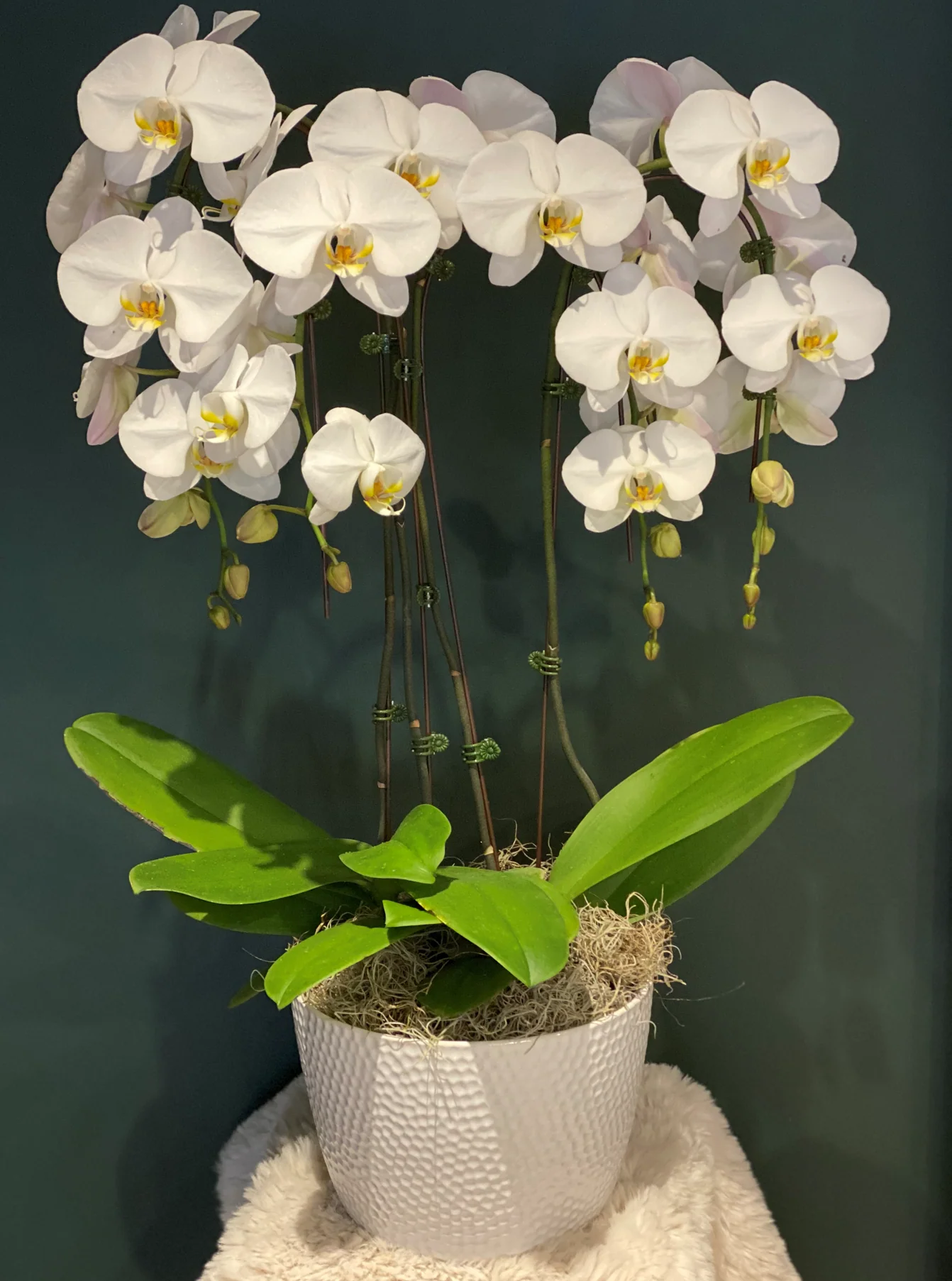 Large Orchids - Image 4