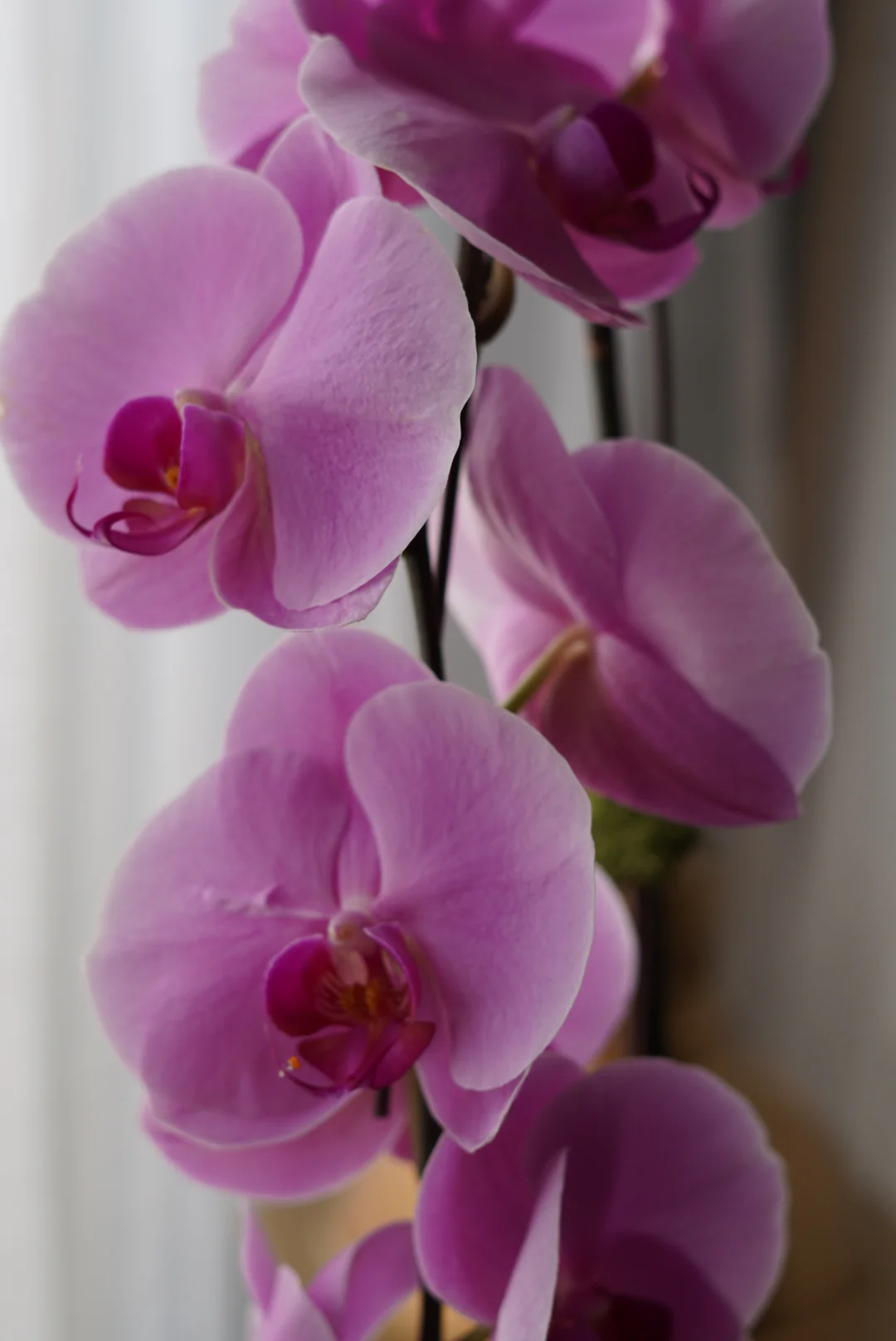 Large Orchids - Image 5