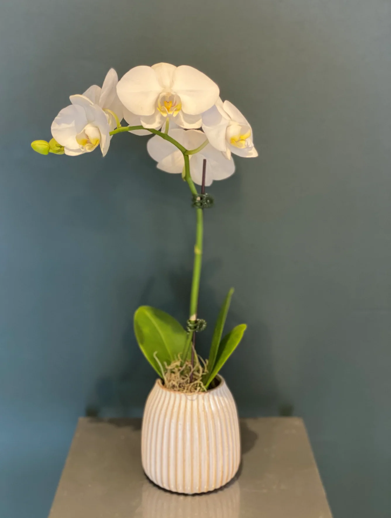 Single Mini Orchid - Image 8