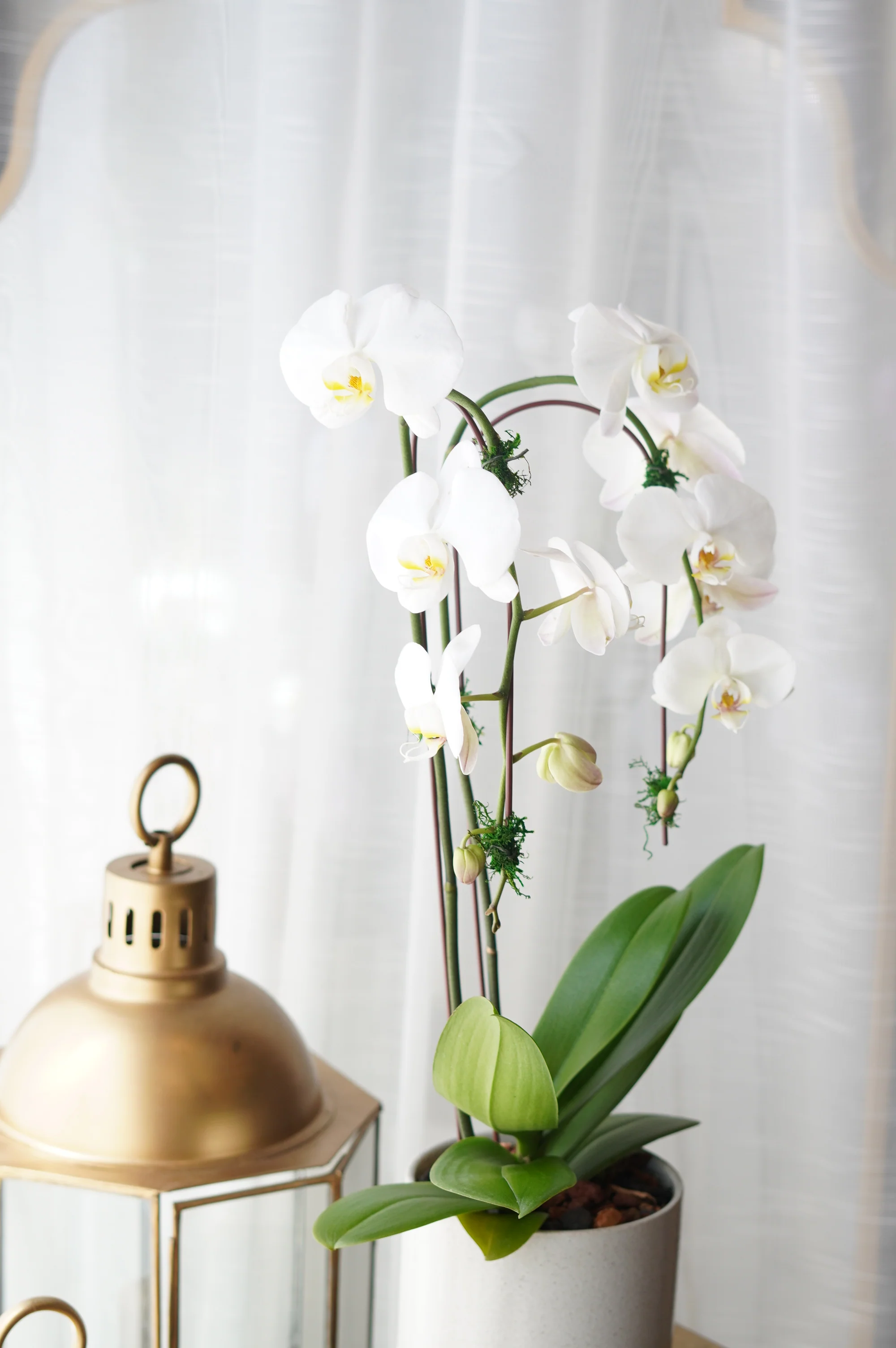 Single Orchids - Image 4
