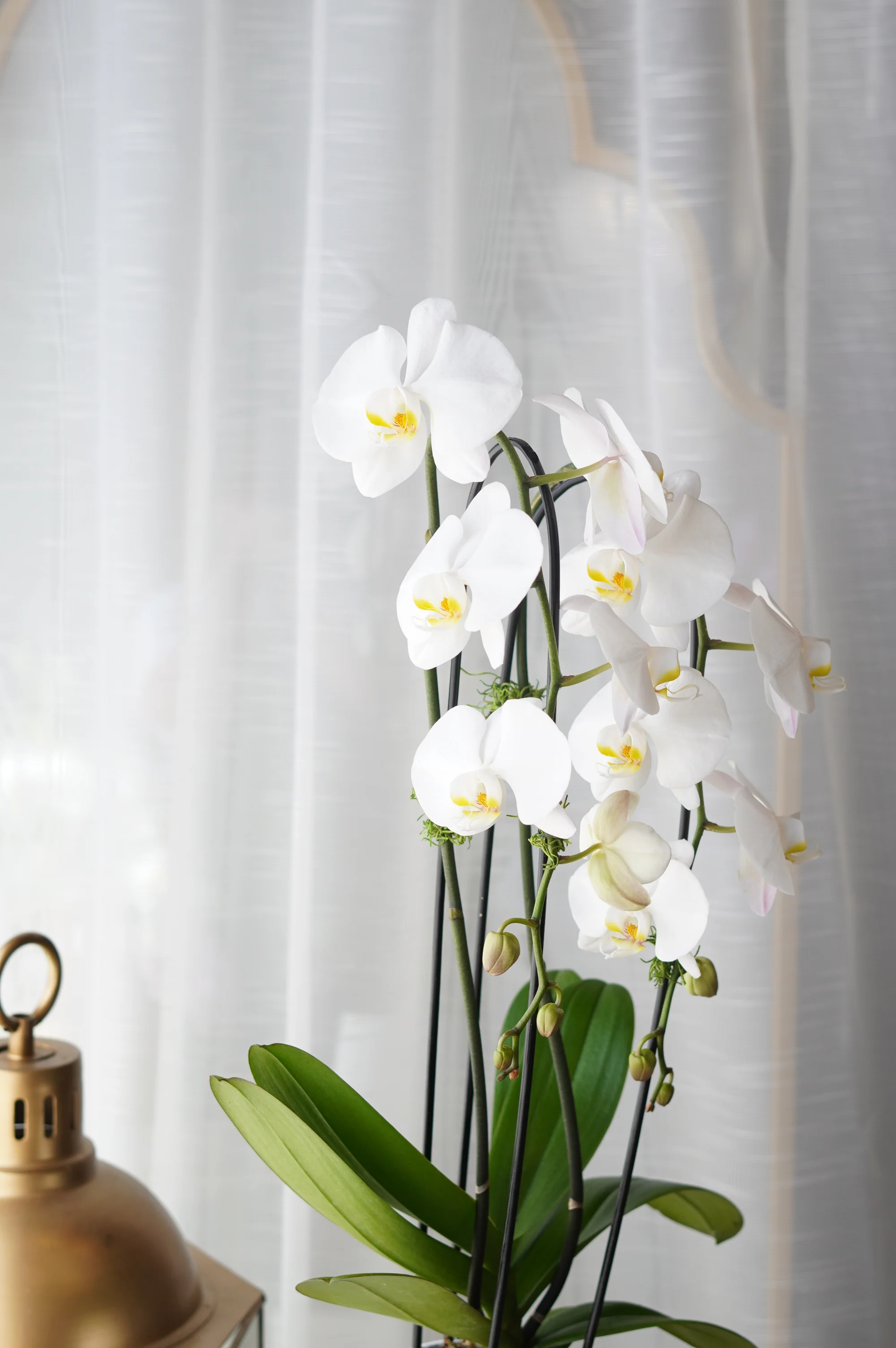 Single Orchids