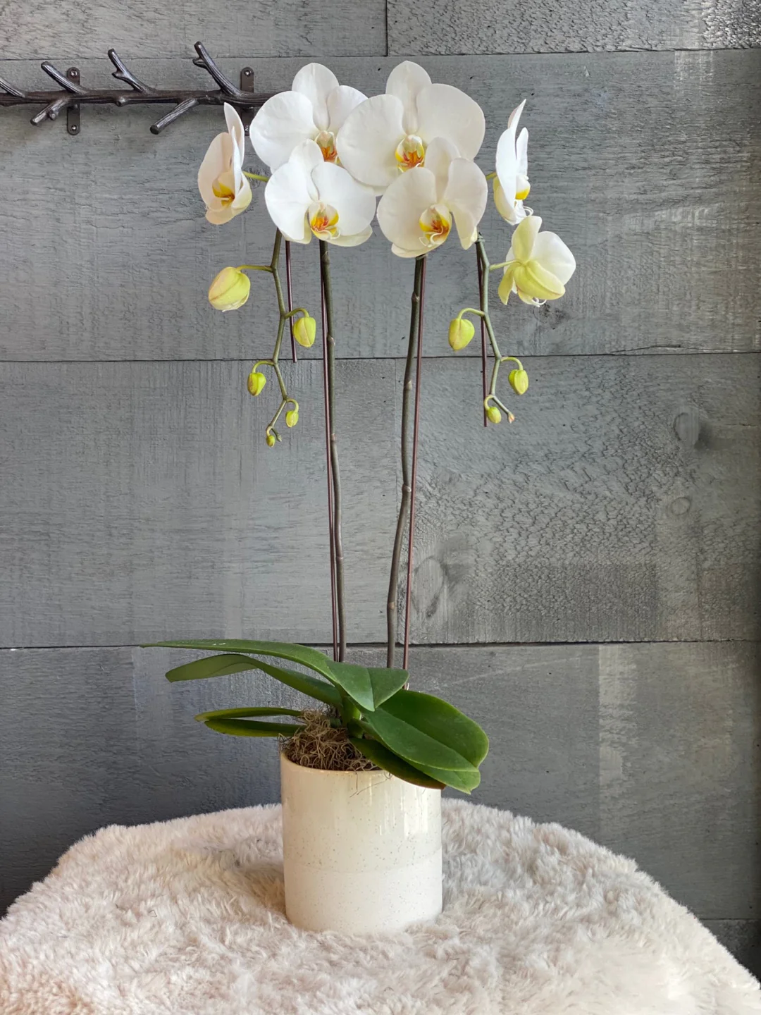 Single Orchids - Image 8