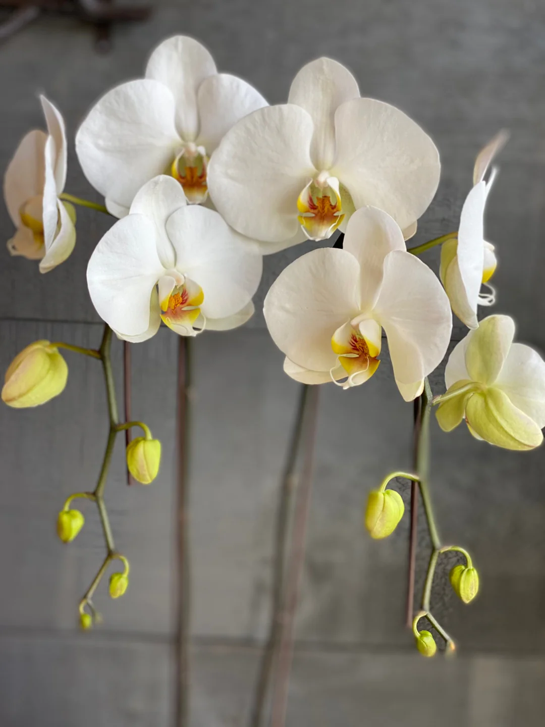 Single Orchids - Image 9