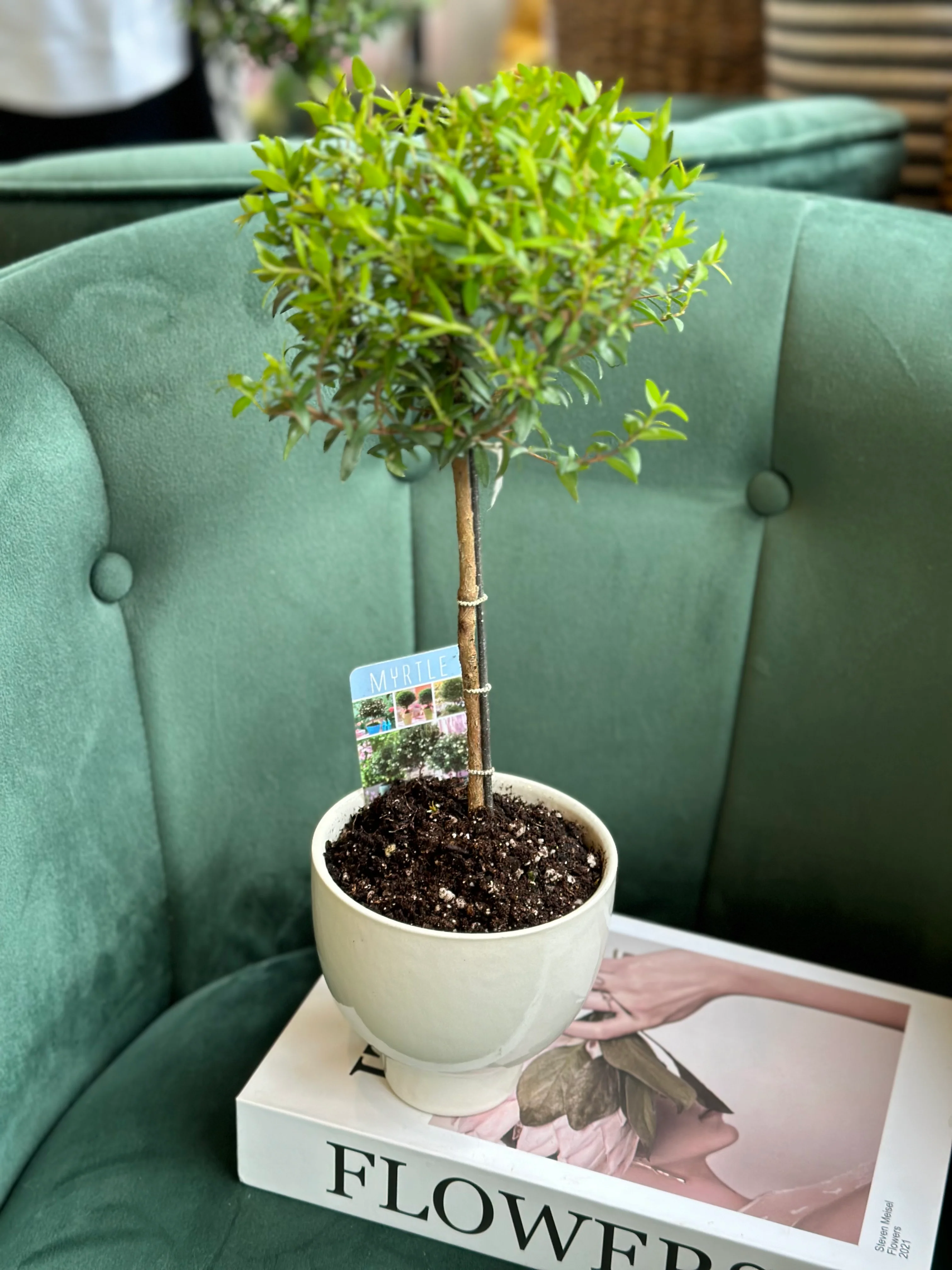 Myrtle Topiary