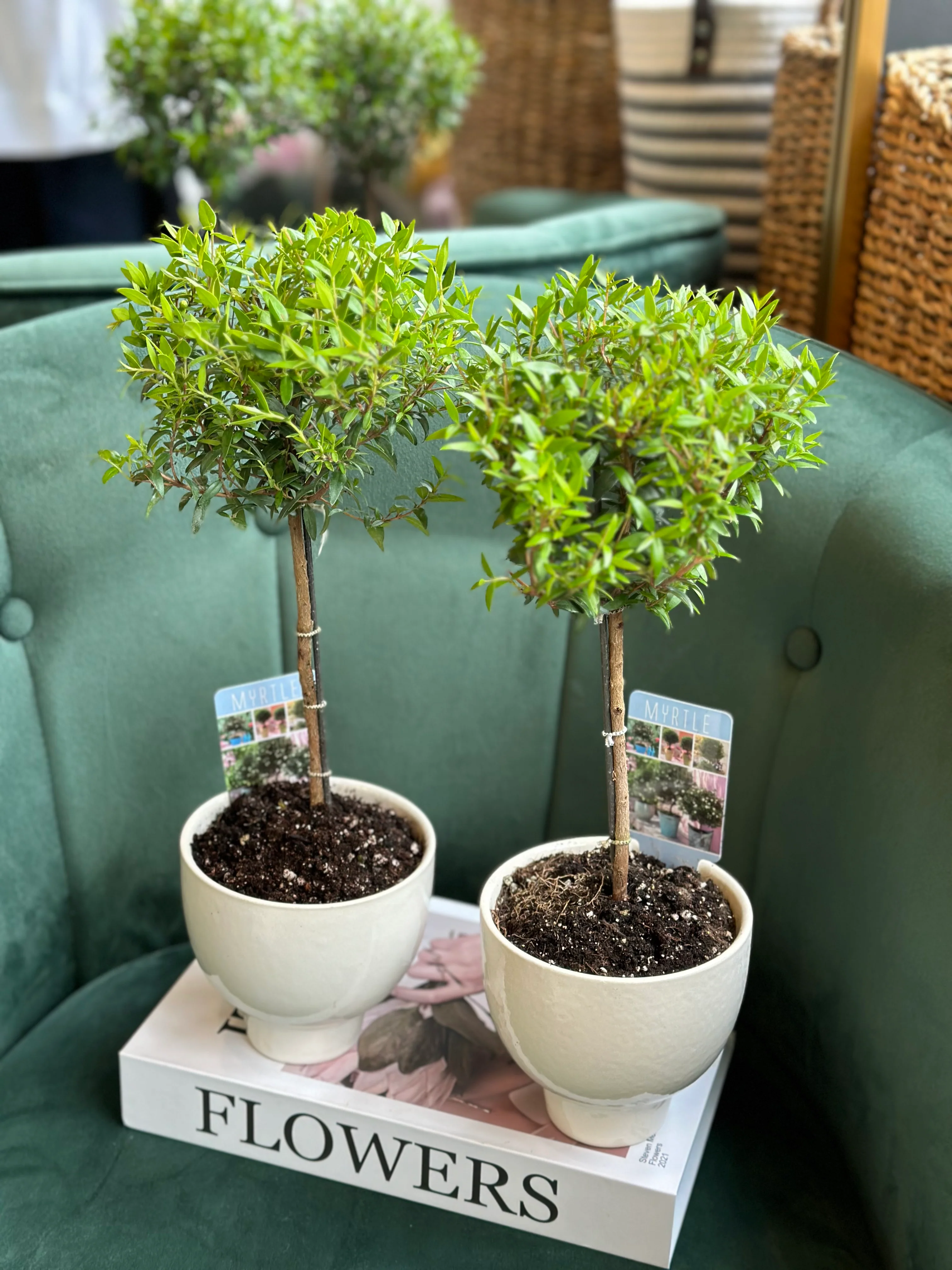 Myrtle Topiary - Image 2