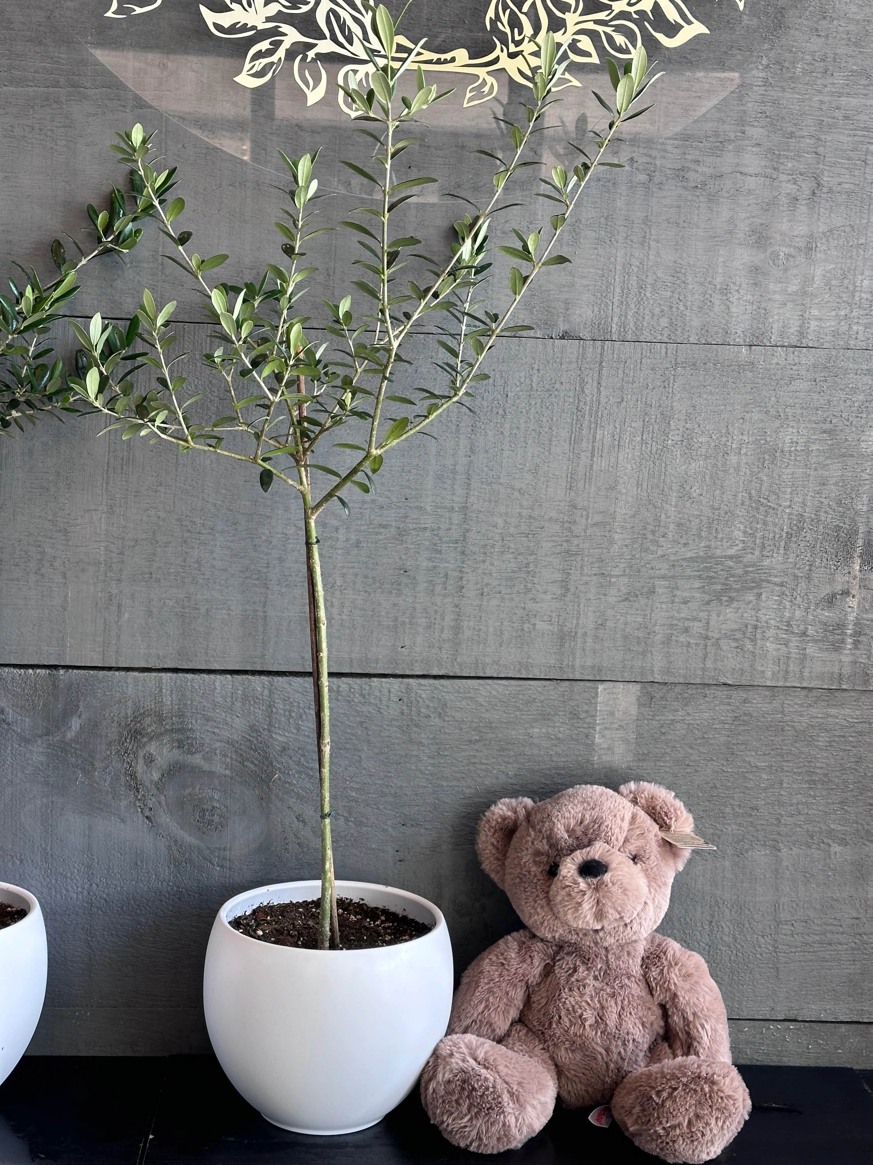 Olive Plant