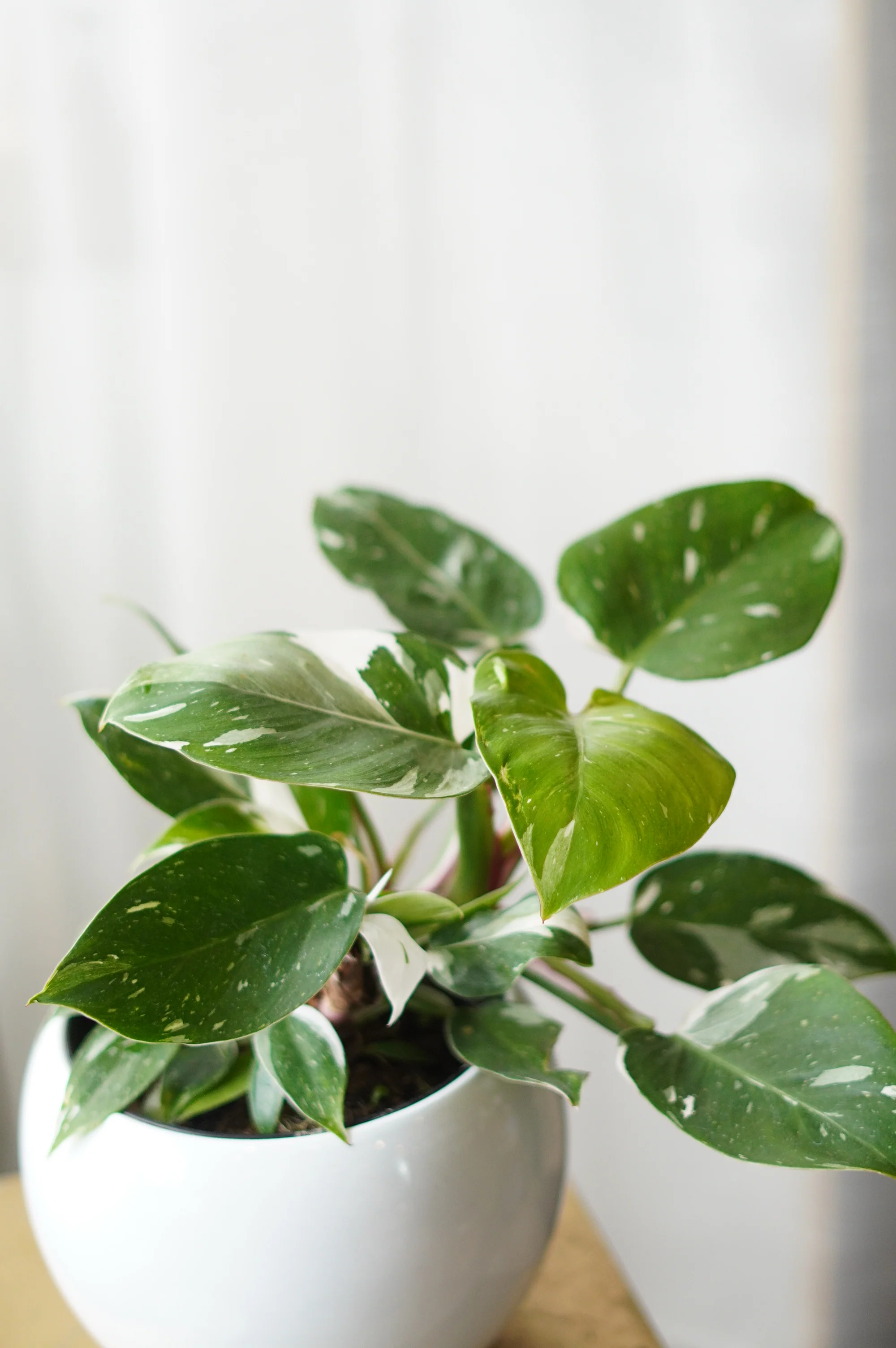 Philodendron(white princess) - Image 2