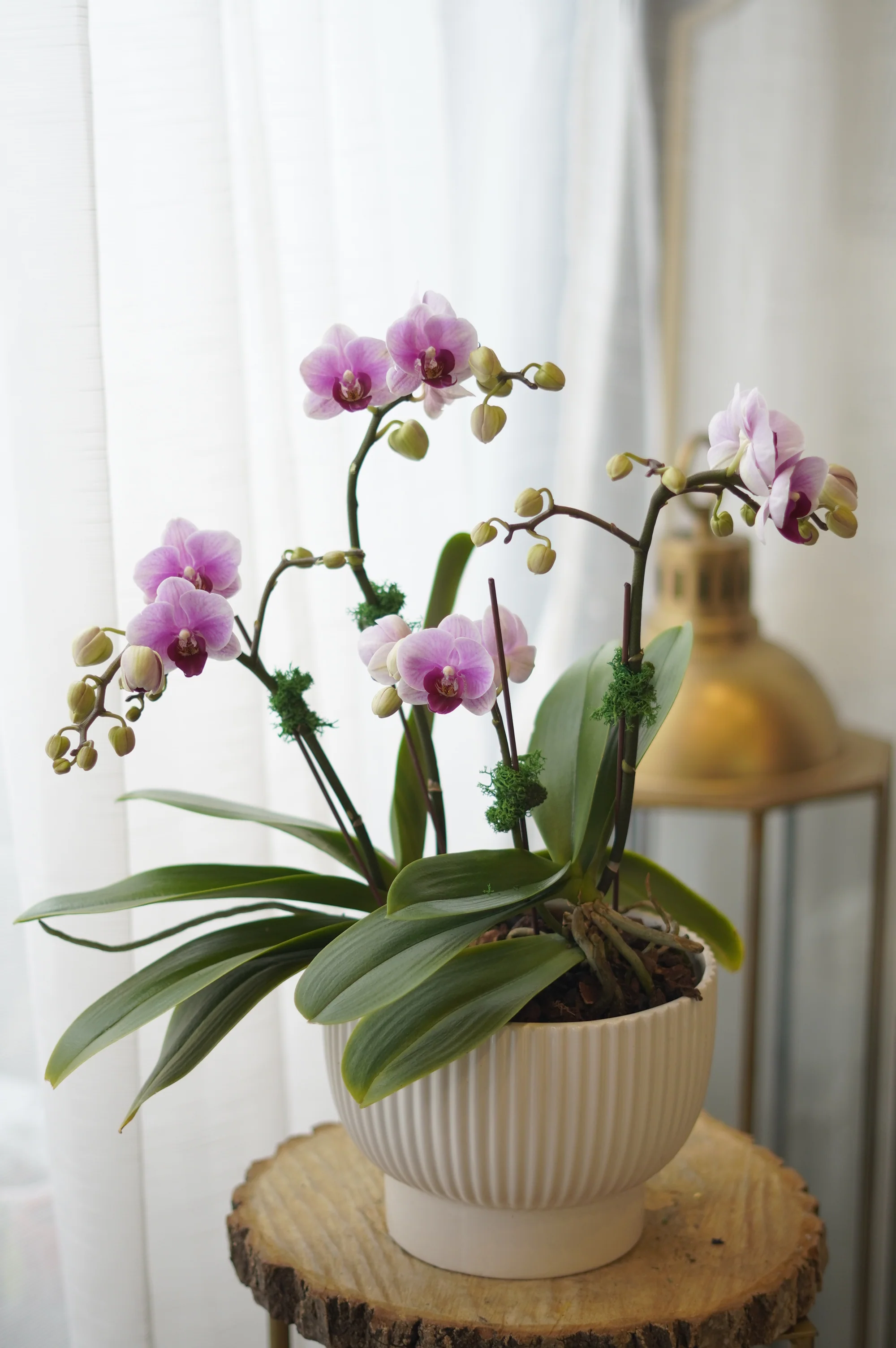 Pink Mini Sympathy Orchid Pot