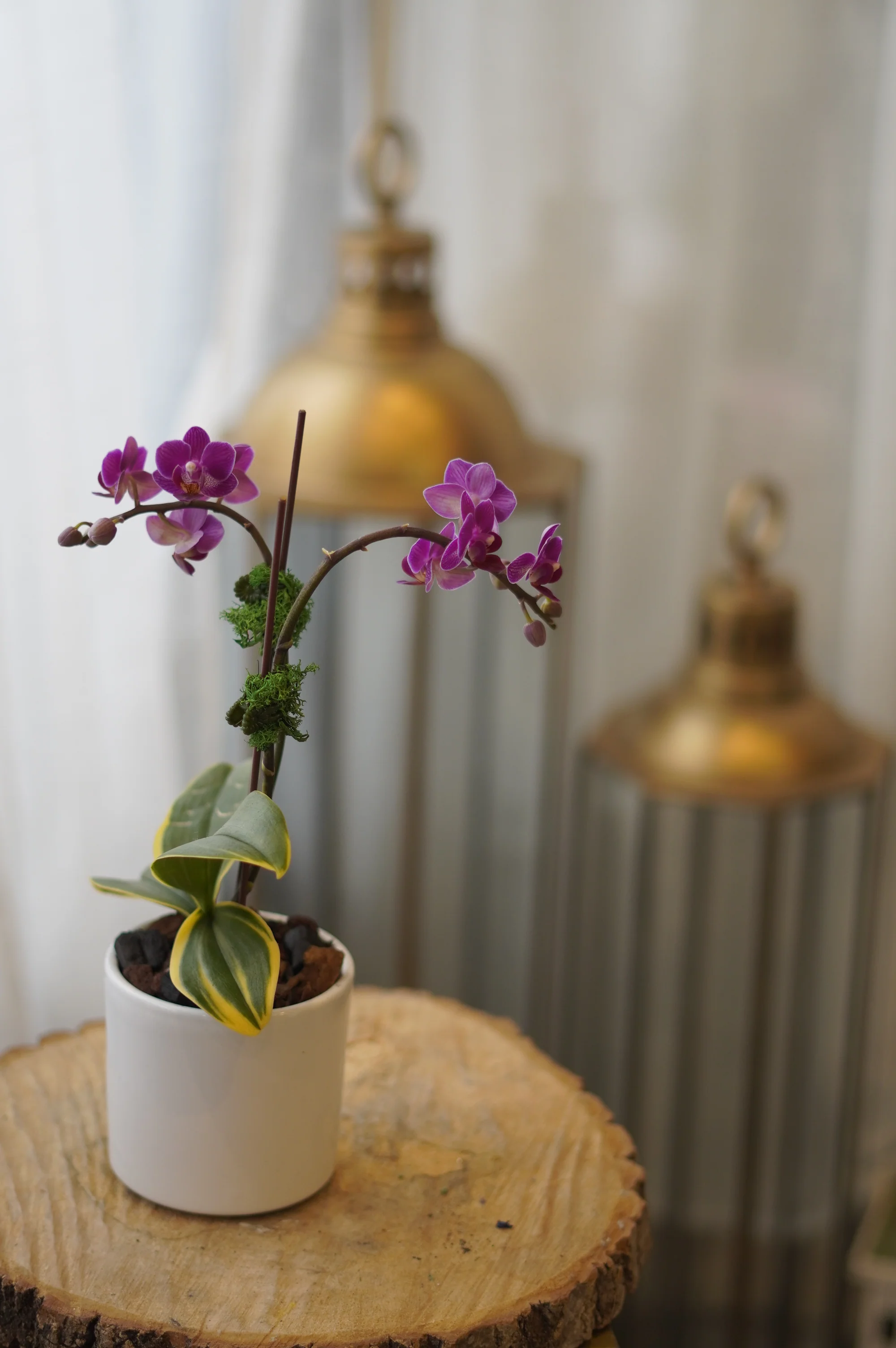 Pink Mini Sympathy Orchid Pot - Image 3