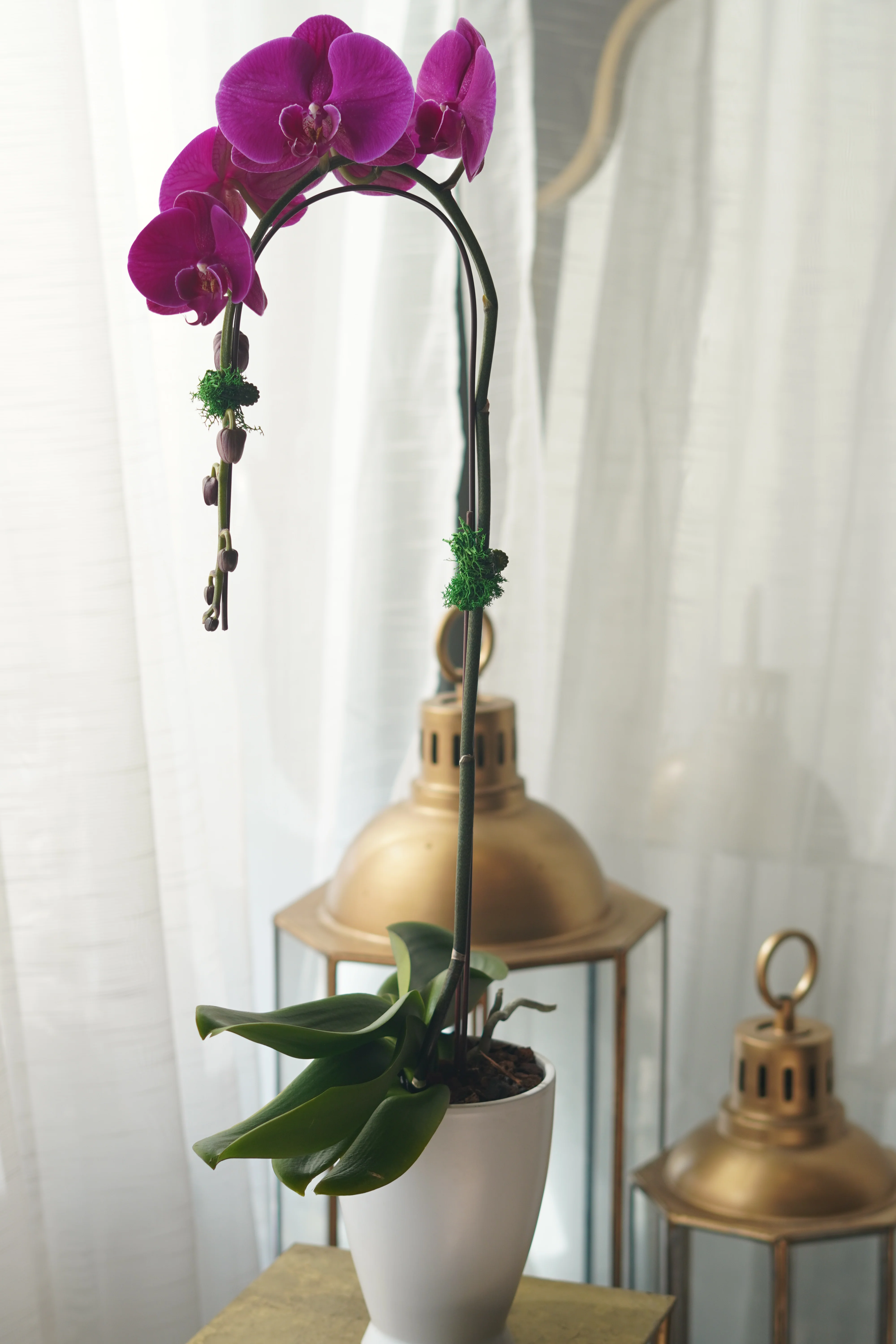 Single Orchids - Image 2