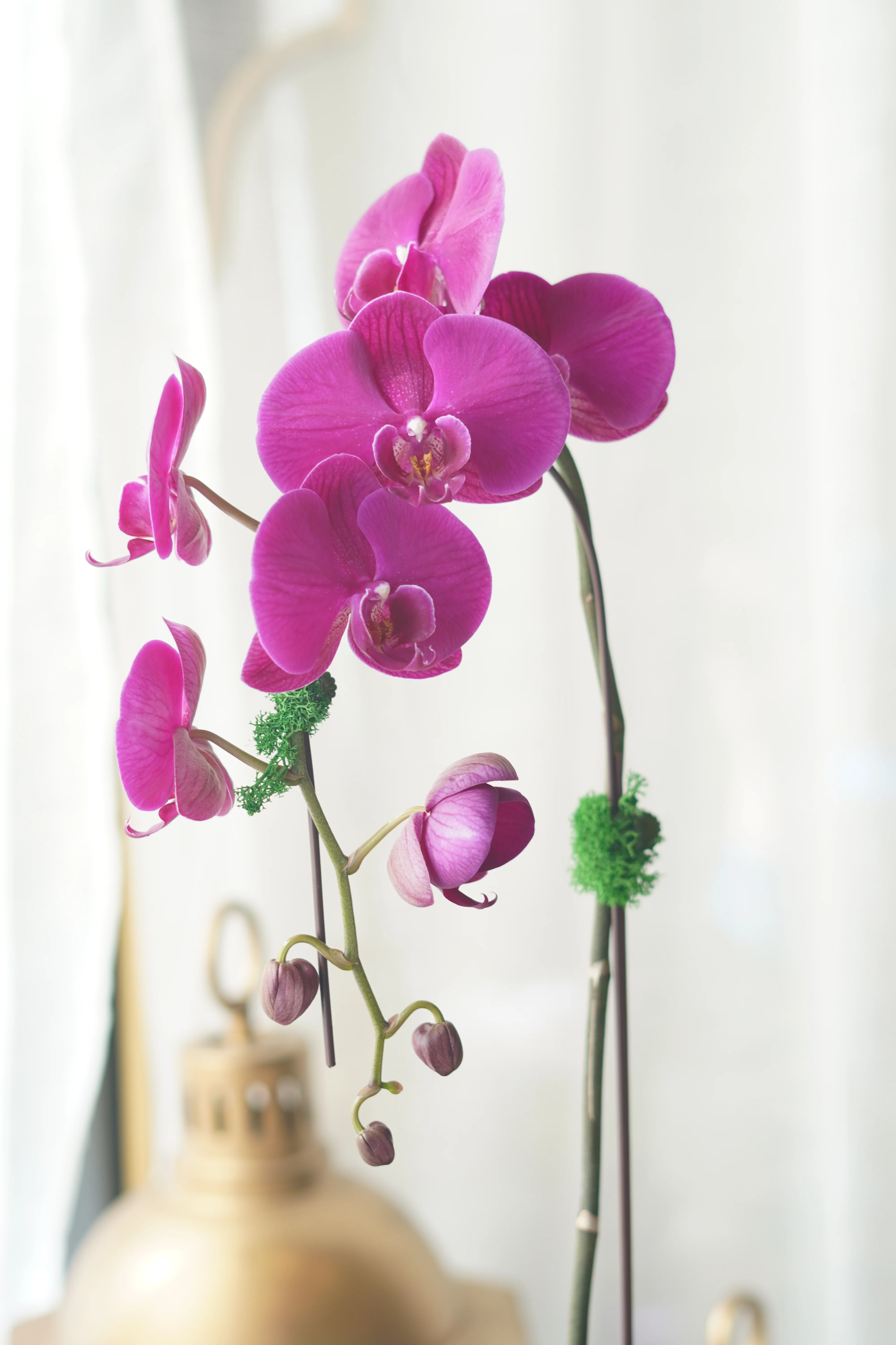 Single Orchids - Image 3