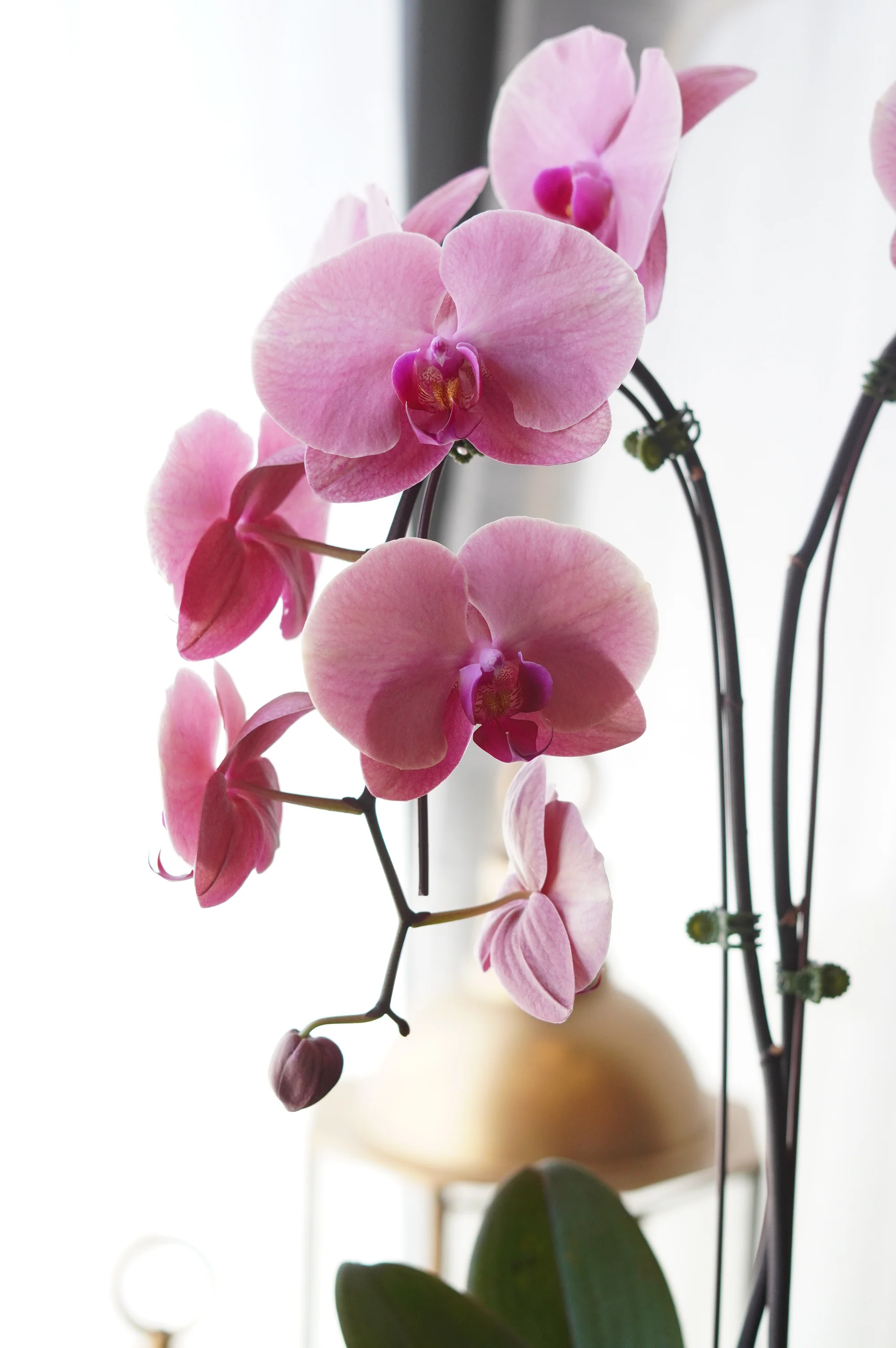 Single Orchids - Image 5