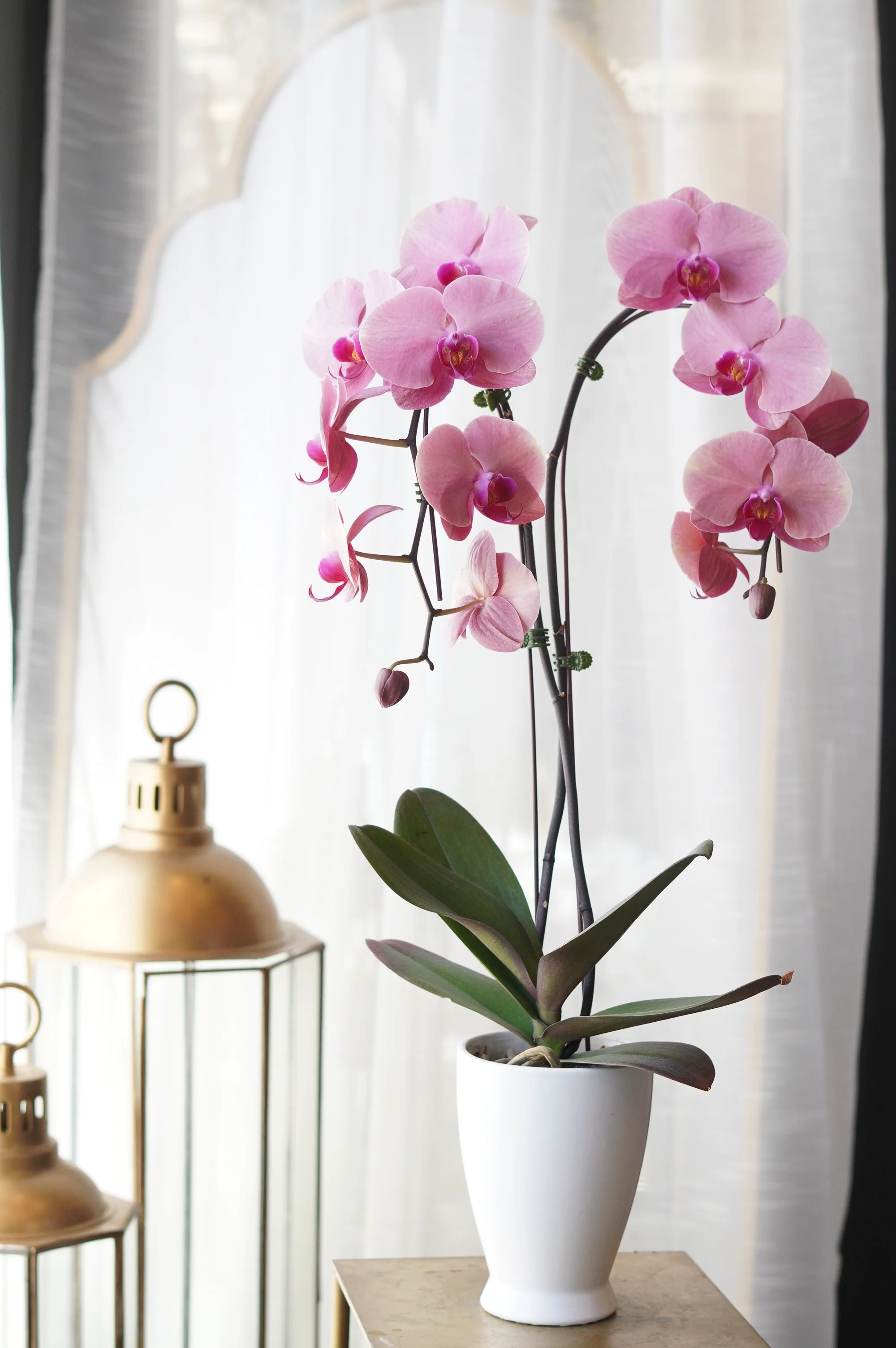 Single Orchids - Image 6