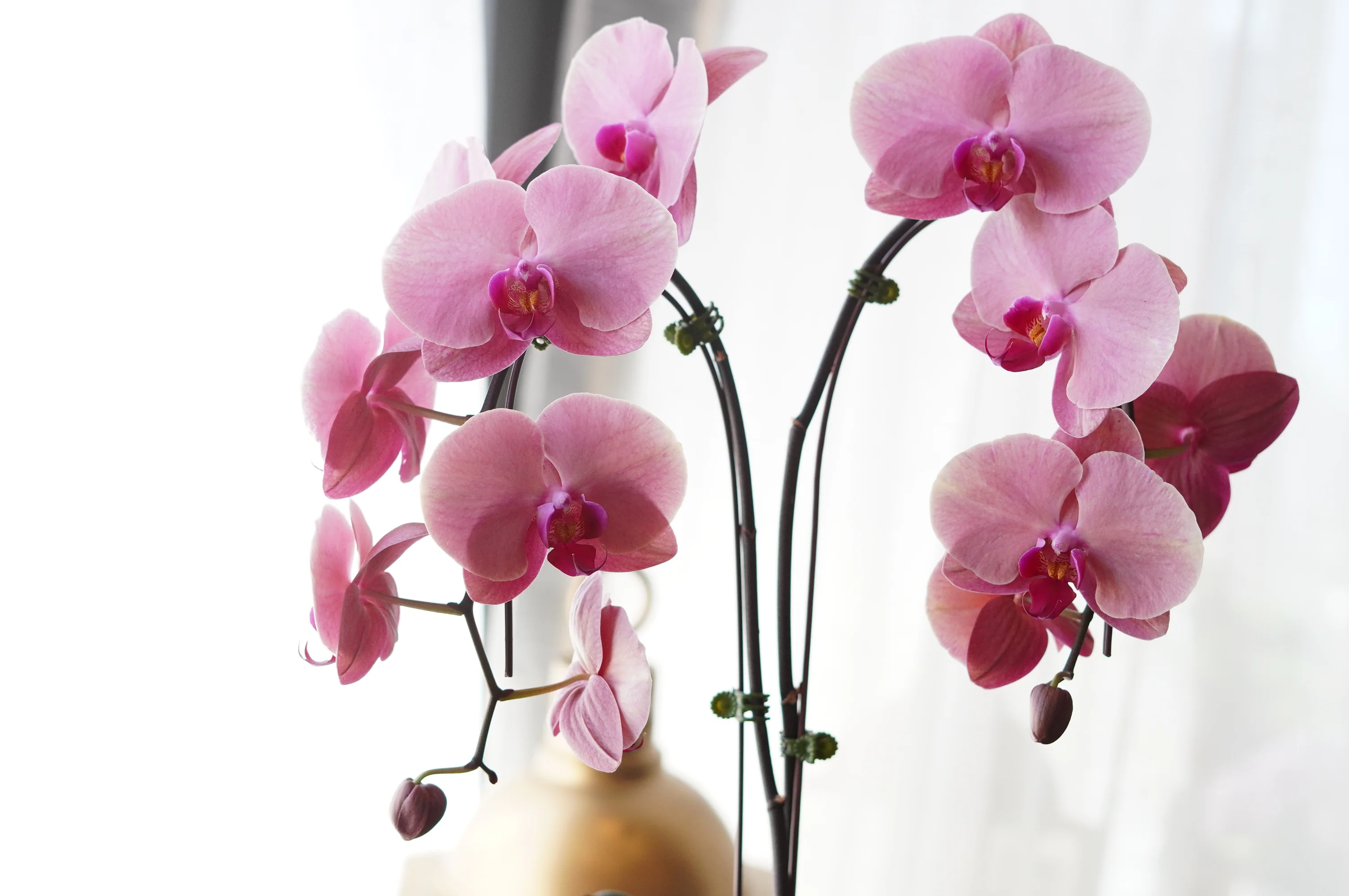Single Orchids - Image 7