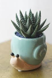 Small Succulent