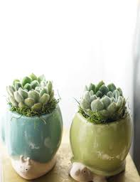 Small Succulent - Image 2