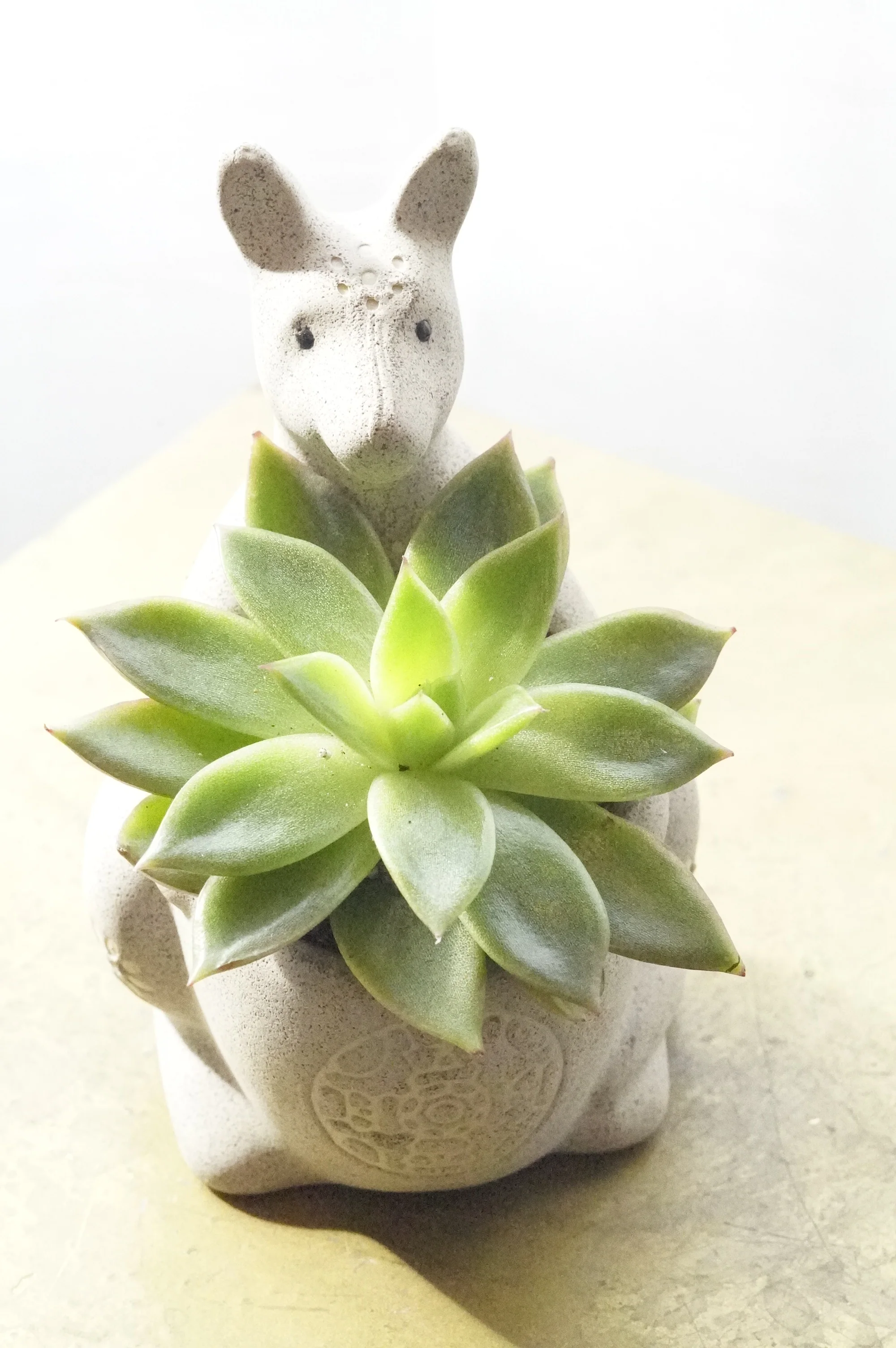 Small Succulent - Image 3