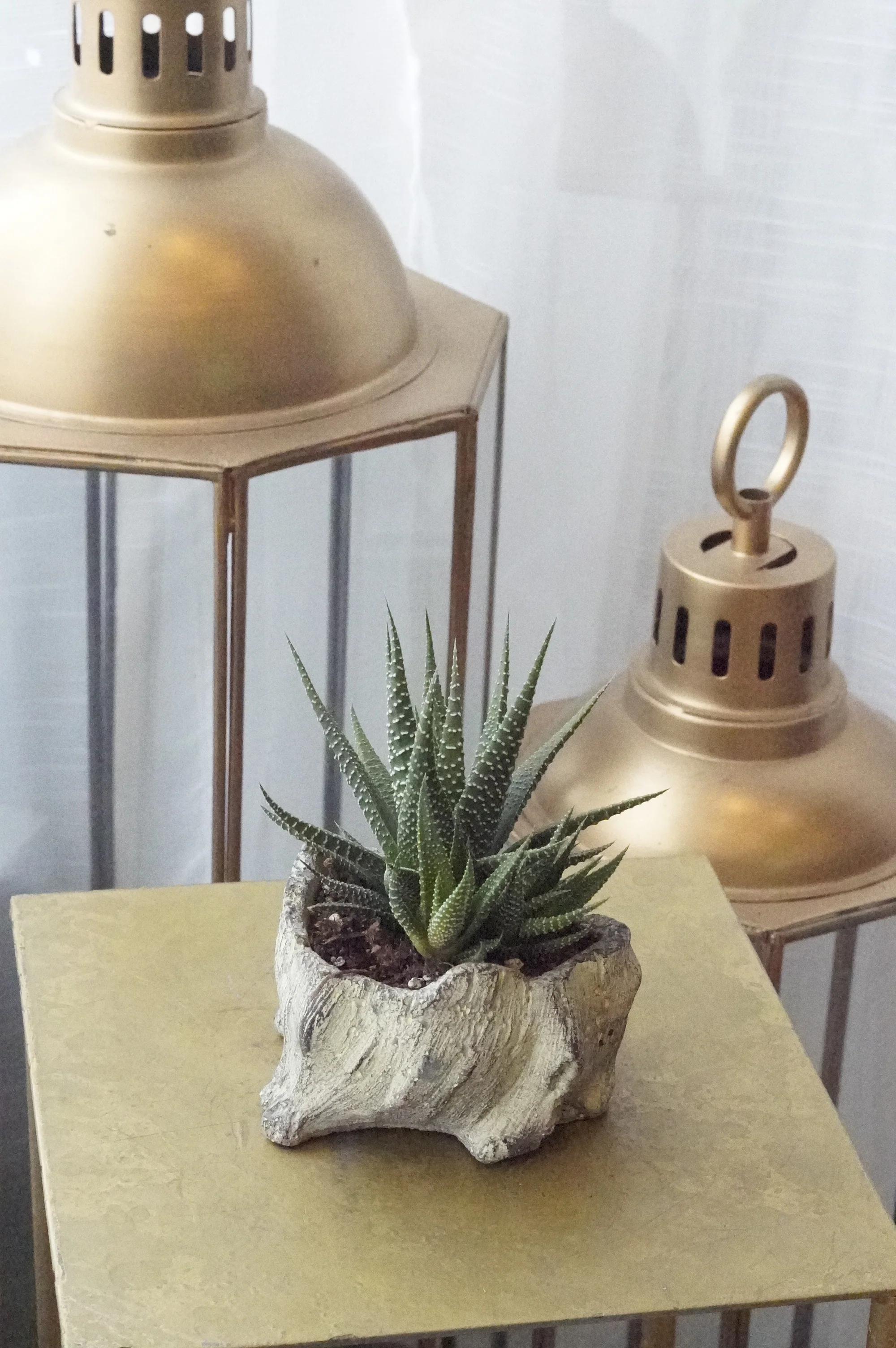 Small Succulent - Image 4