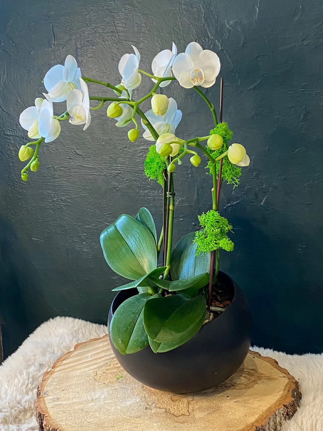 Mini Orchids Black Pot - Image 3
