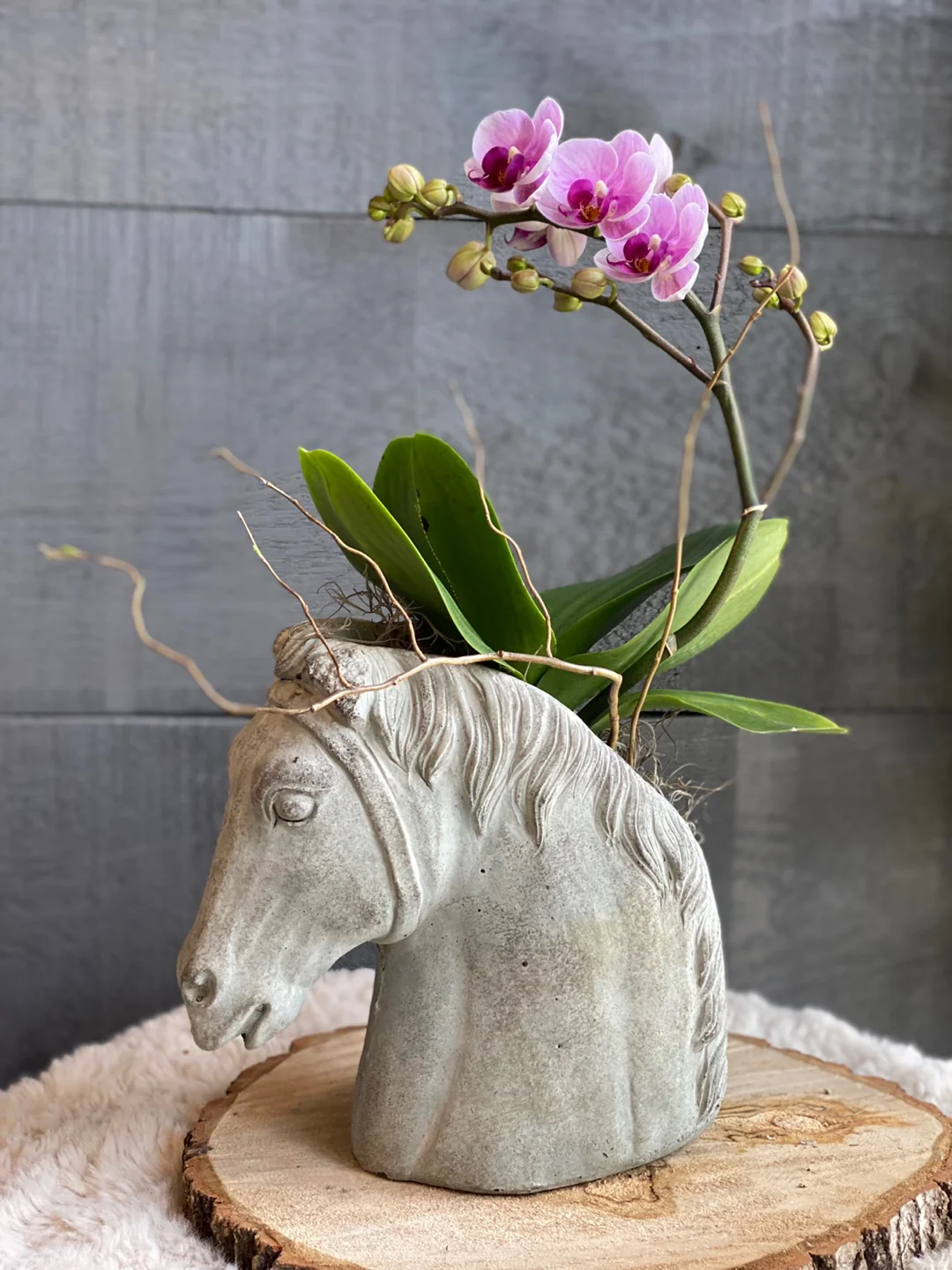Pink Orchid in Horse Head Pot