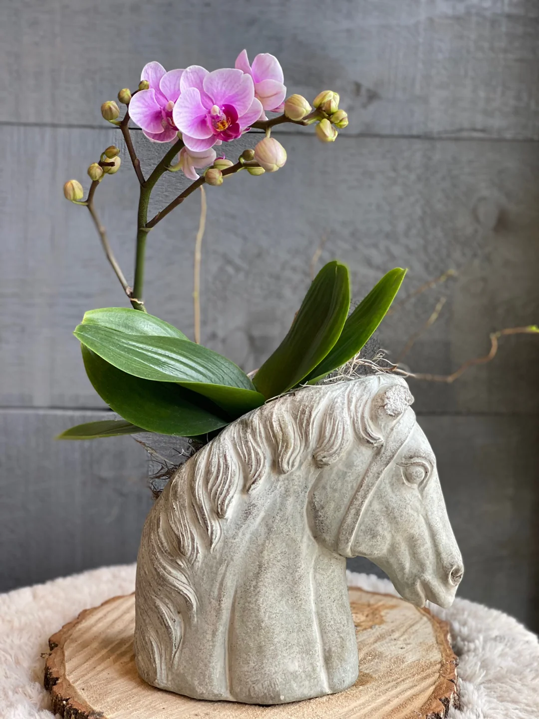 Pink Orchid in Horse Head Pot - Image 4