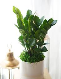 ZZ plant ( Zamioculcas Zamiifolia)